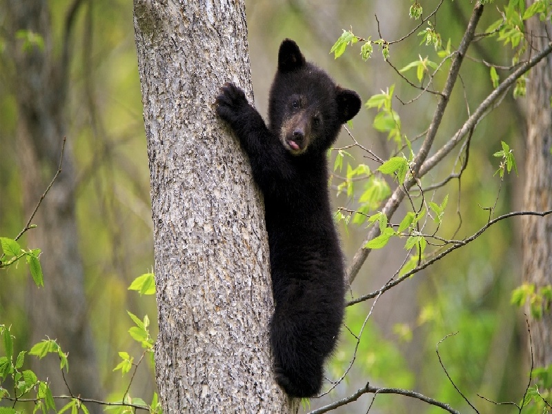 山西妇幼试管医生试管孕妈呕吐邯郸私立试管医院