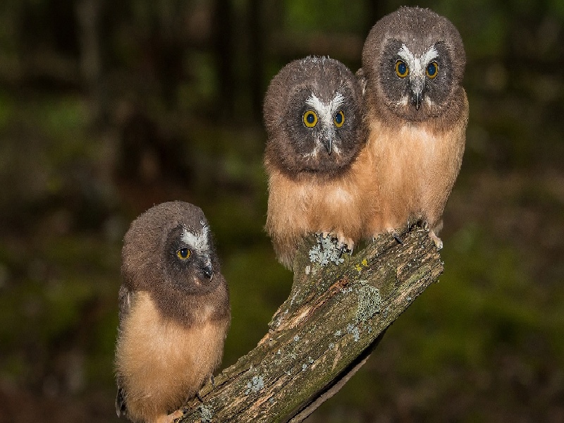 单亲试管孕妈做试管先陪精索静脉曲张的治疗费用